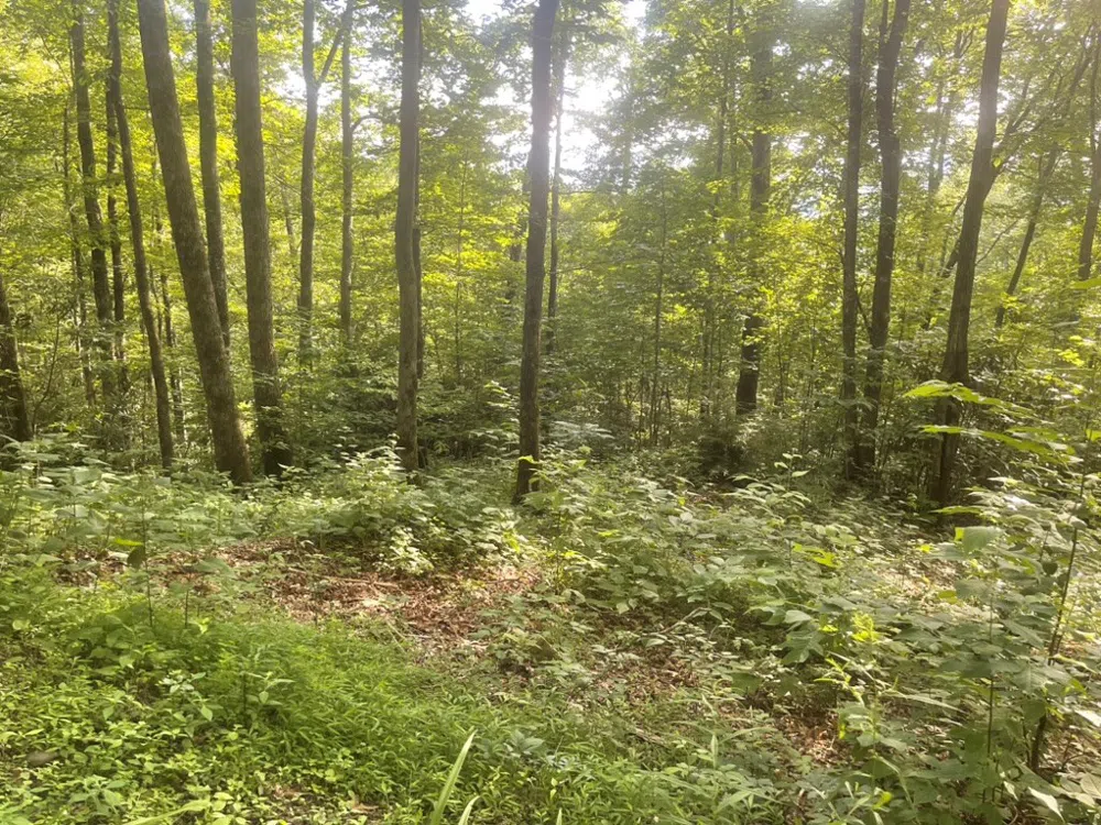 Von Trapp Tuckasegee, NC 28783