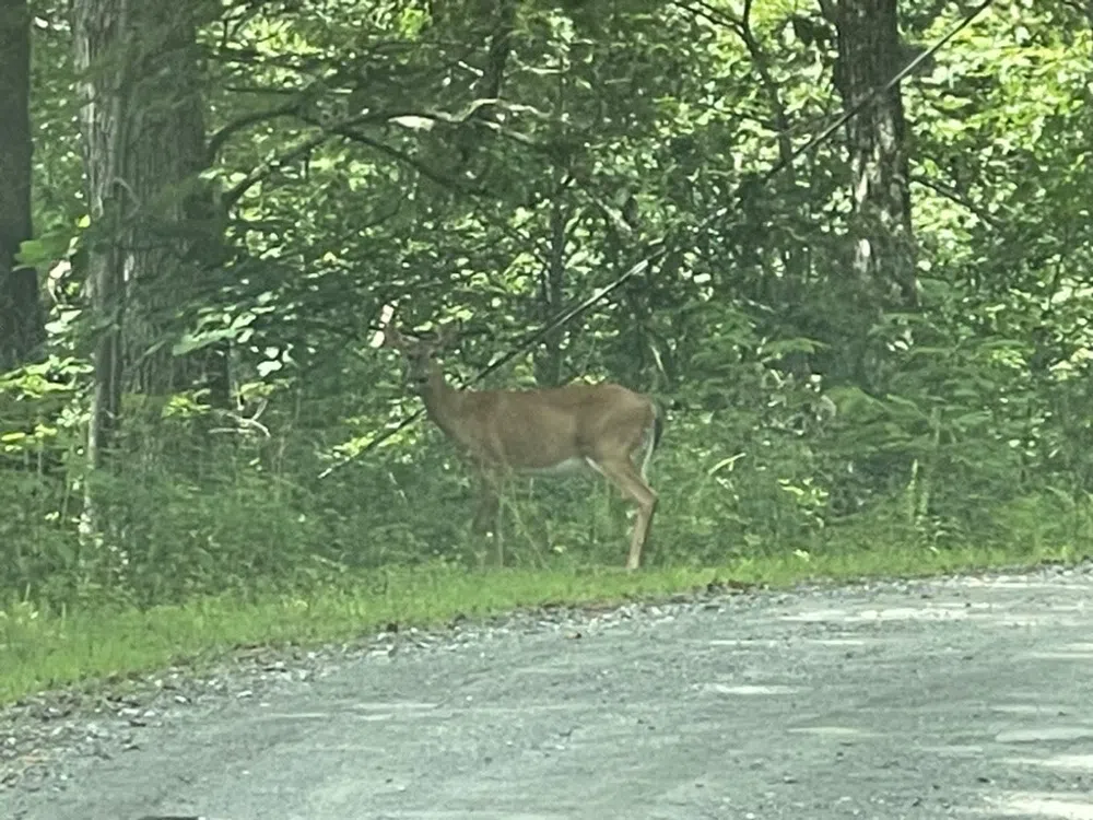 Von Trapp Tuckasegee, NC 28783