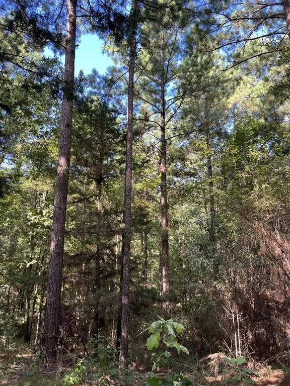 County Road 168-1 Long Branch, TX 75669
