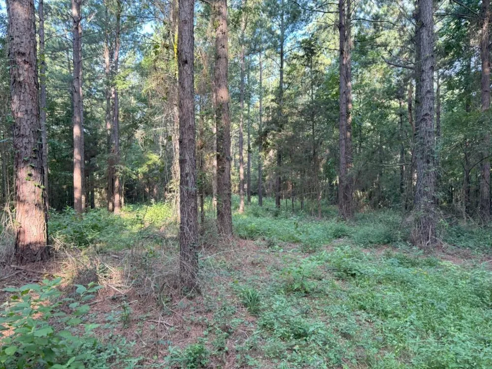 County Road 168-1 Long Branch, TX 75669
