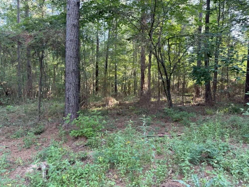 County Road 168-1 Long Branch, TX 75669