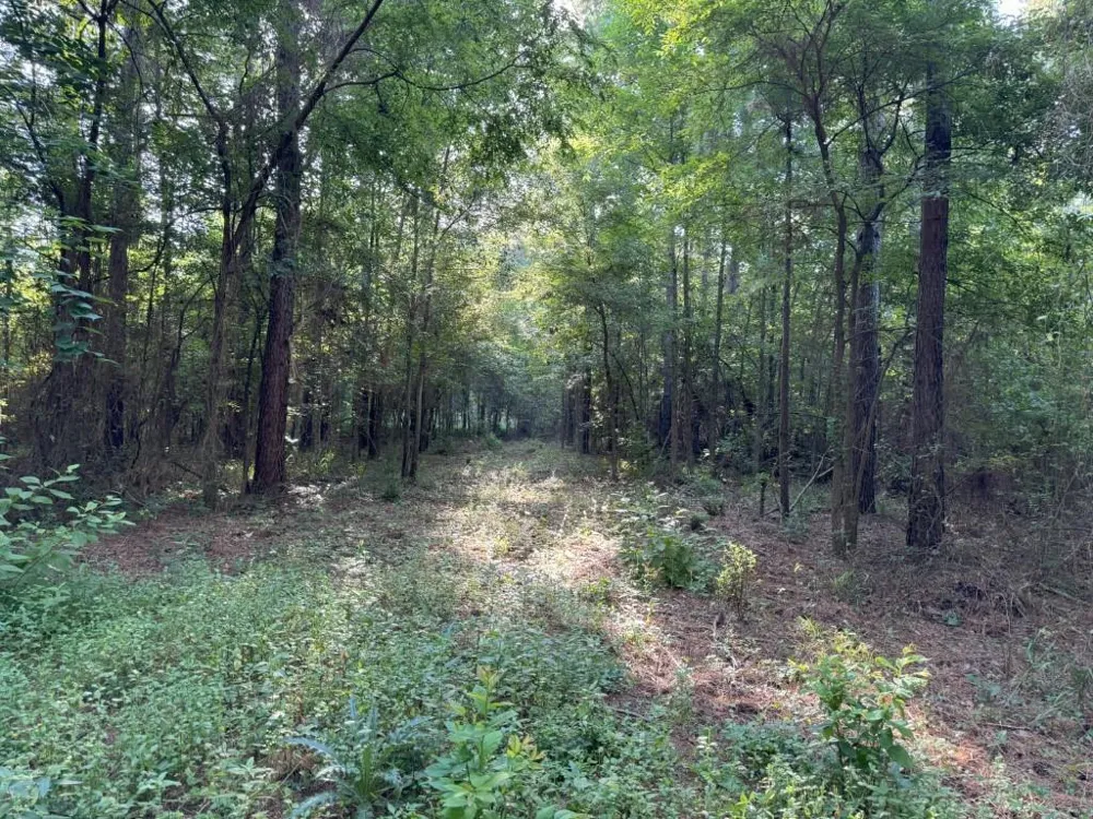 County Road 168-1 Long Branch, TX 75669