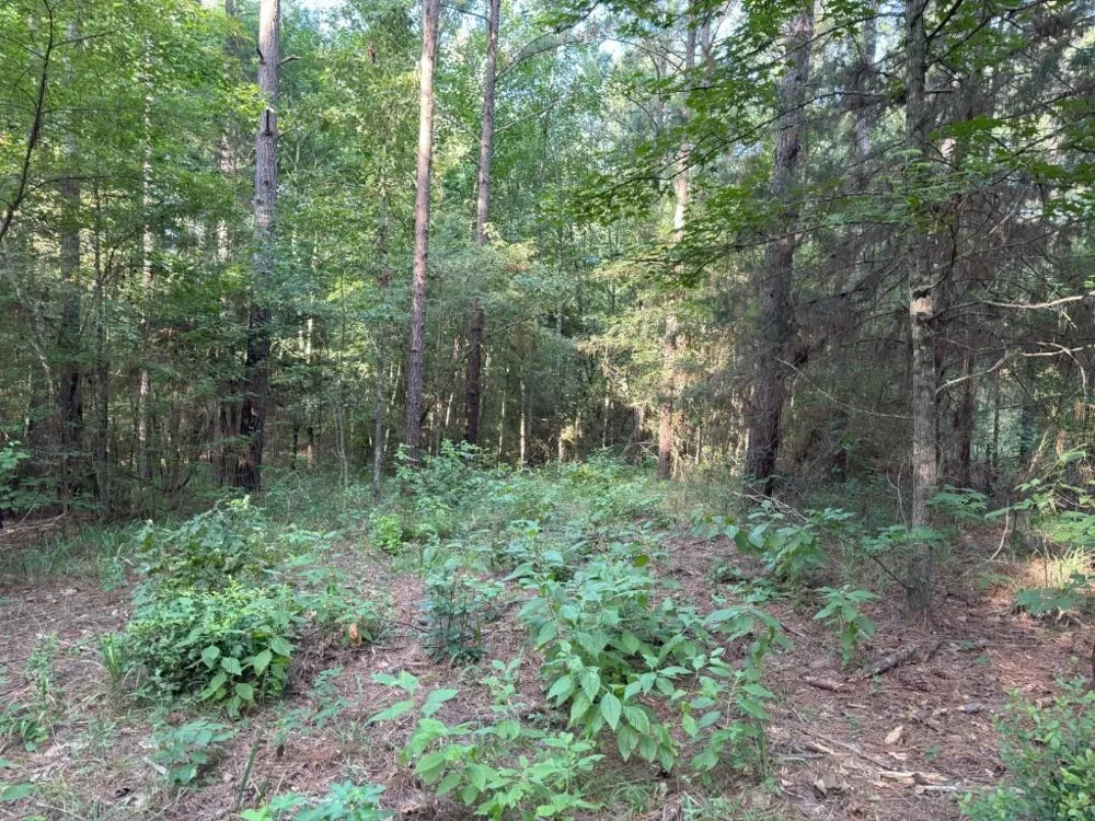 County Road 168-1 Long Branch, TX 75669