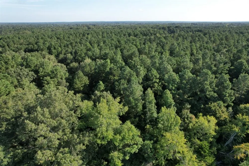 County Road 168-1 Long Branch, TX 75669