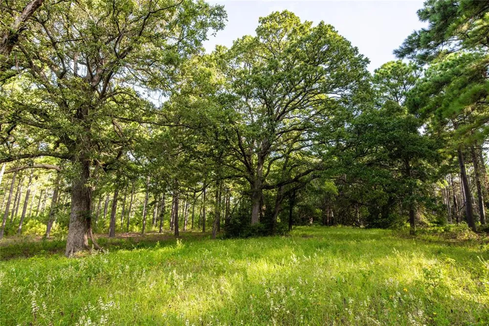 Hwy 155 Frankston, TX 75763