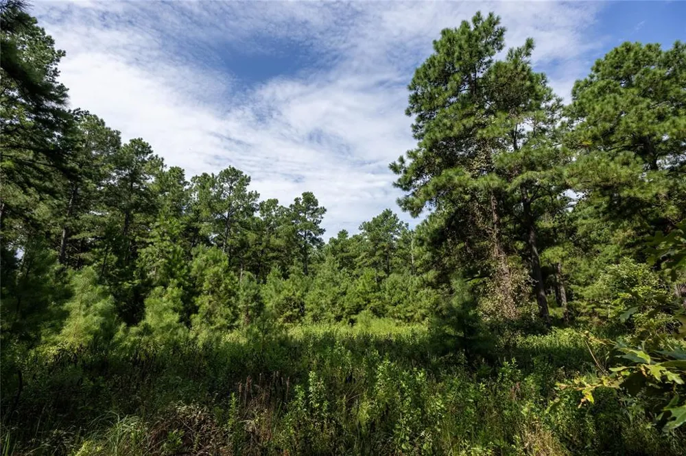 Hwy 155 Frankston, TX 75763