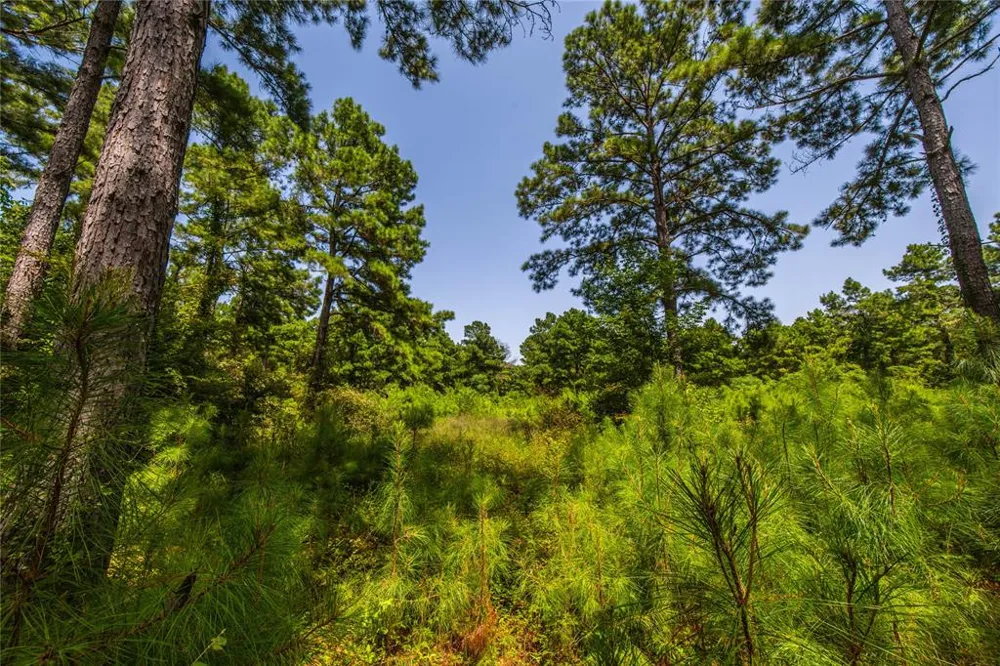 County Road 4221 Frankston, TX 75763
