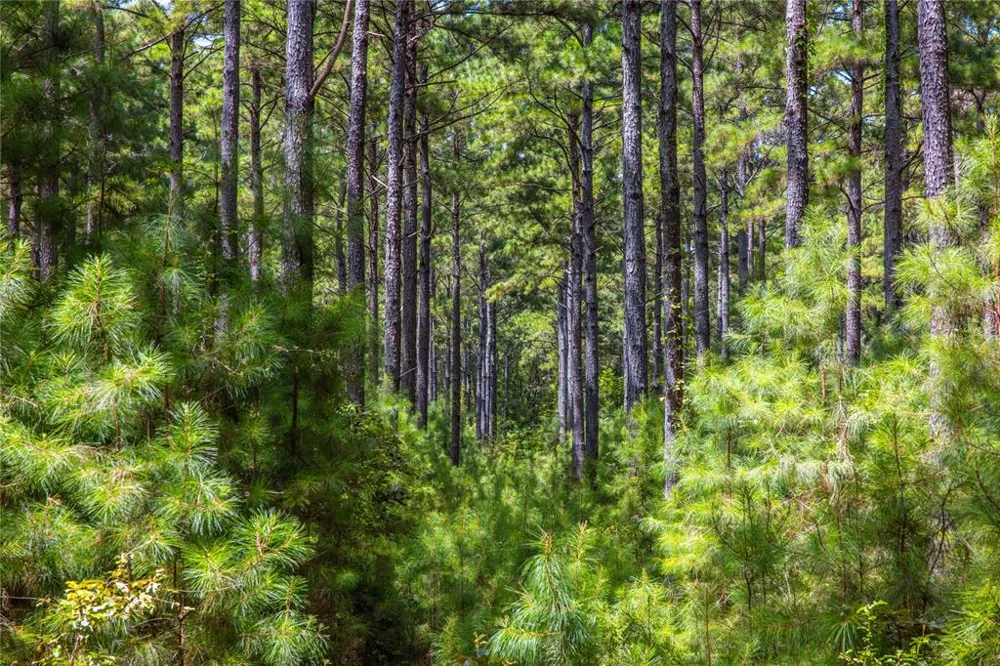 County Road 4221 Frankston, TX 75763
