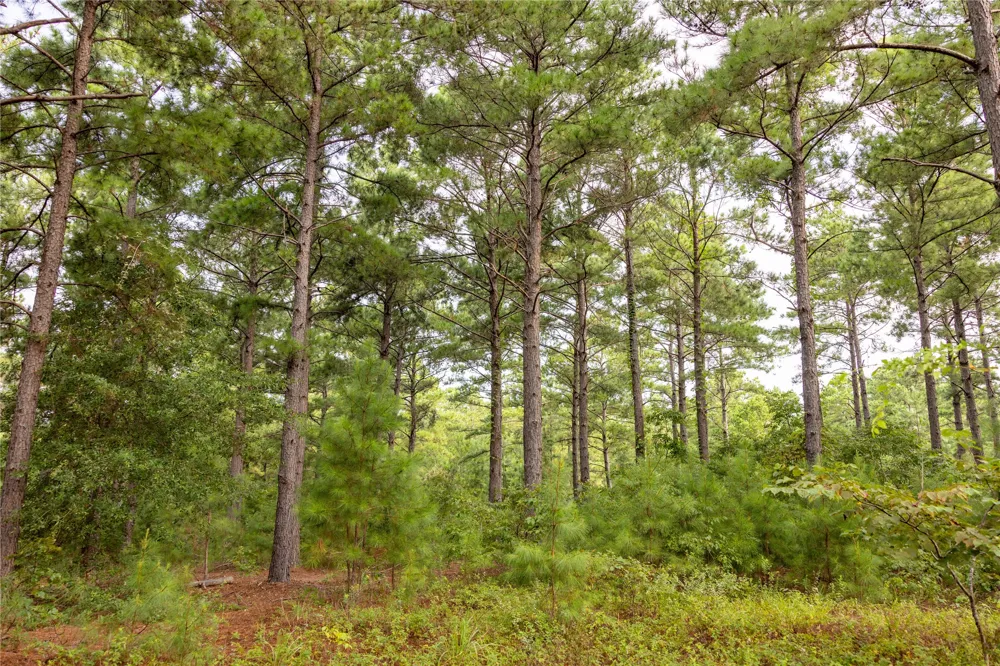 County Road 4221 Frankston, TX 75763
