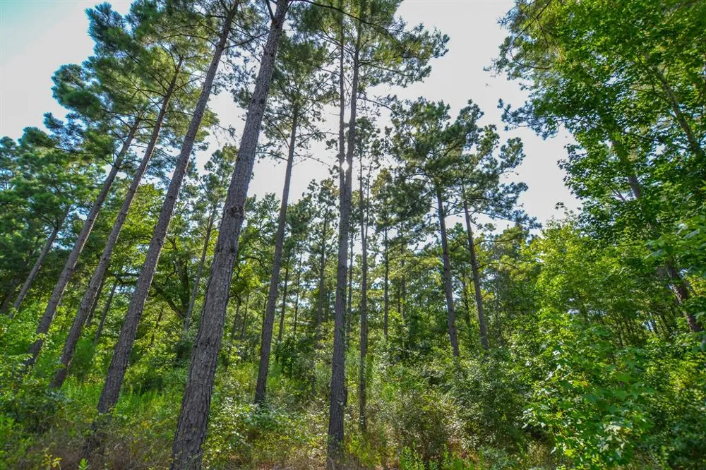County Road 4224 Frankston, TX 75763
