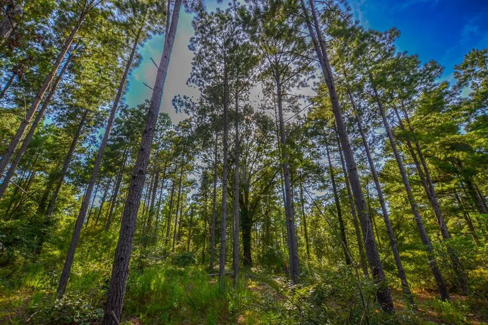 County Road 4224 Frankston, TX 75763