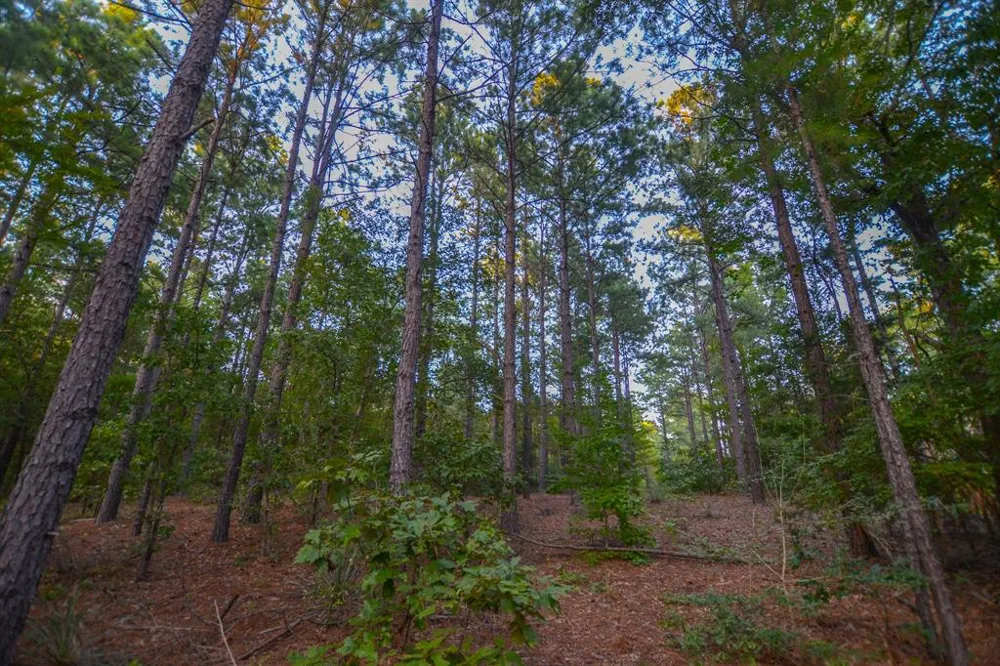 County Road 4224 Frankston, TX 75763