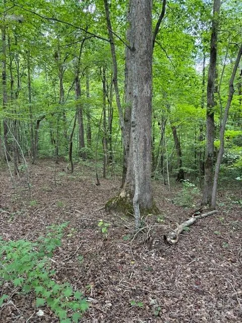 00 Timber Road