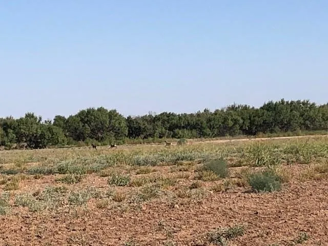 200 FM 1085 Roby, TX 79543
