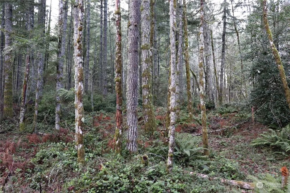 0 Lackey Road NW Vaughn, WA 98394