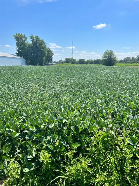 0-Lot 4 Wood Road