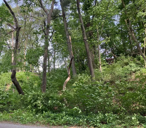 98 Ogden Road