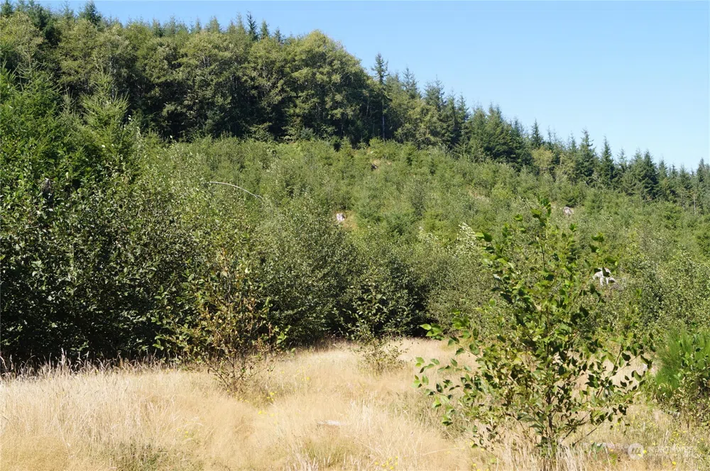 0 Off of Lund Road Cosmopolis, WA 98537
