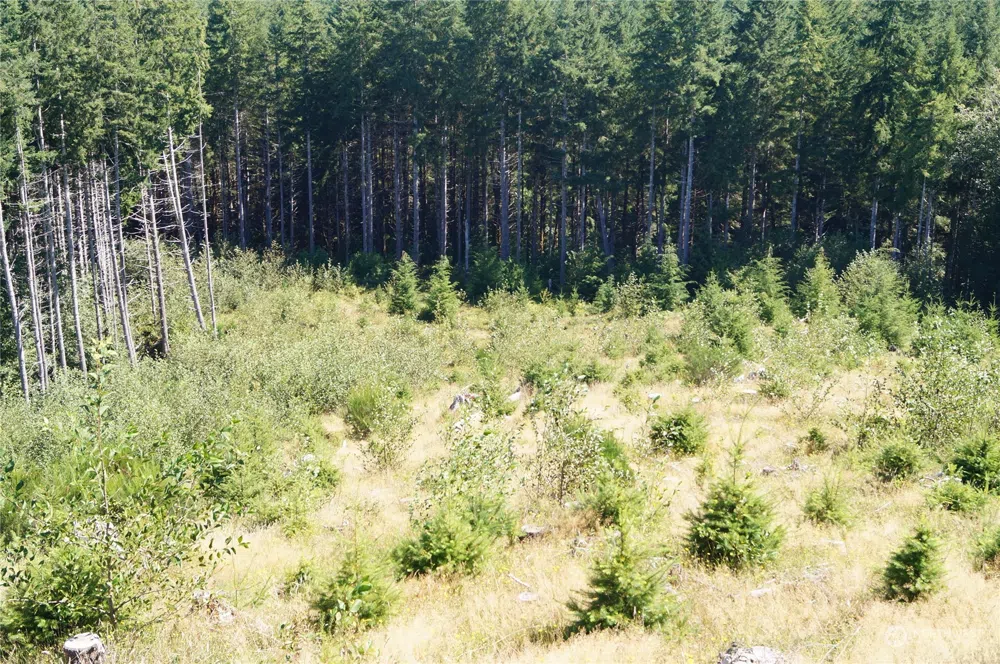 0 Off of Lund Road Cosmopolis, WA 98537