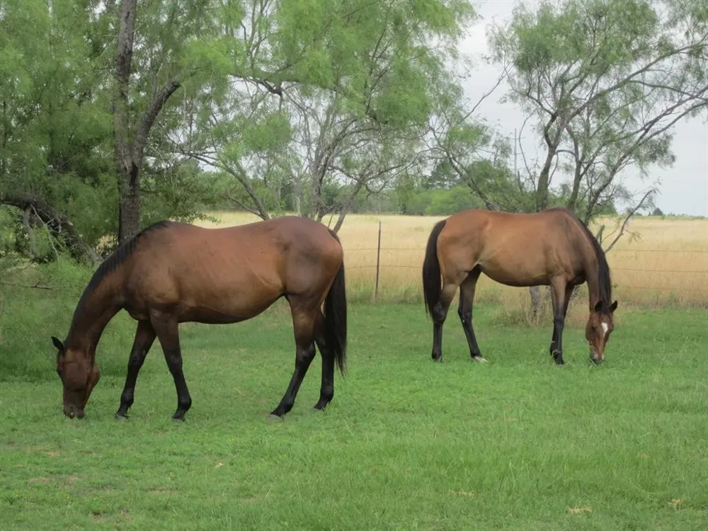 Munson Road S Royse City, TX 75189