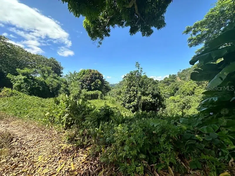 Road PR-140 km 34.2 BARRIO DON ALONSO Utuado, PR 00641