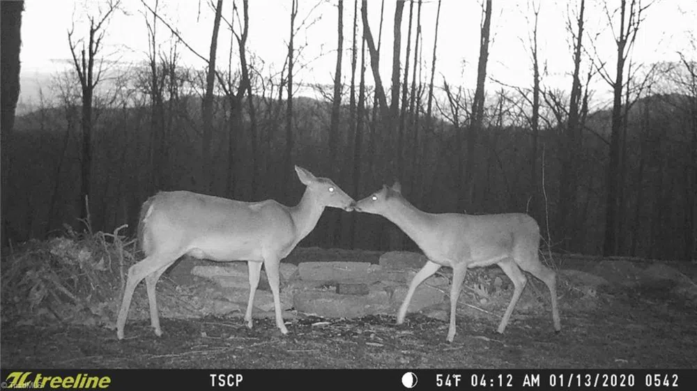 Lot 15 Dogwood Road Moravian Falls, NC 28654