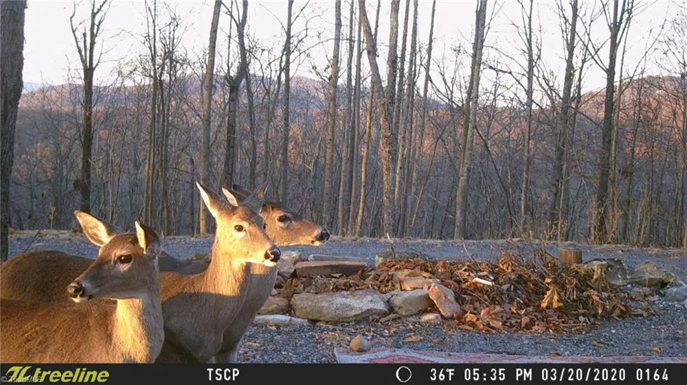 Lot 15 Dogwood Road Moravian Falls, NC 28654