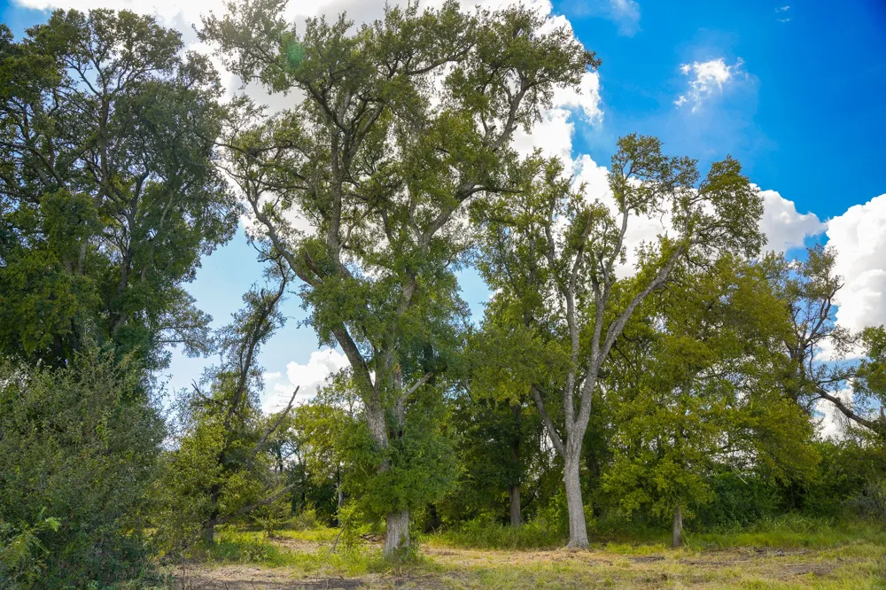 470 Center Coupland, TX 78615