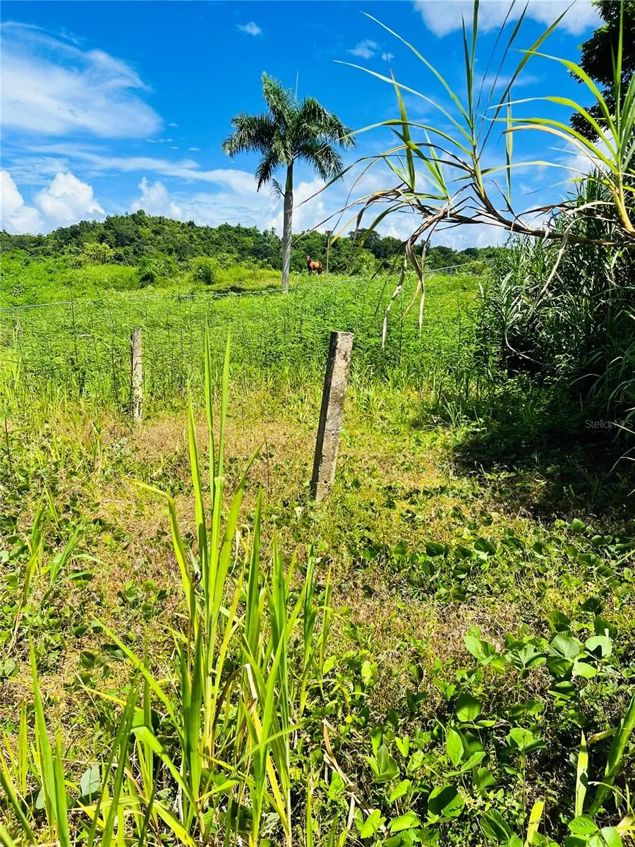 857 CARRETERA Carolina, PR 00987