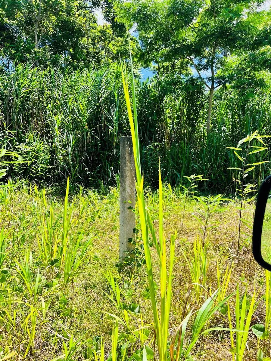 857 CARRETERA Carolina, PR 00987