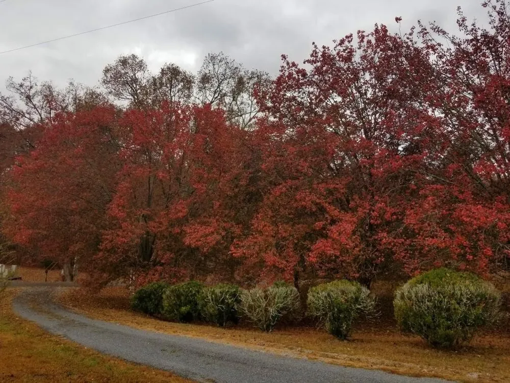 919 John Burch Road Dunlap, TN 37327