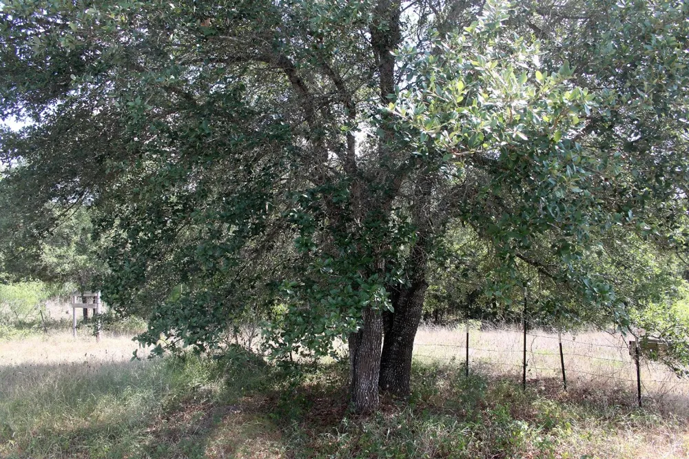 720 Green Acre Drive Dale, TX 78616