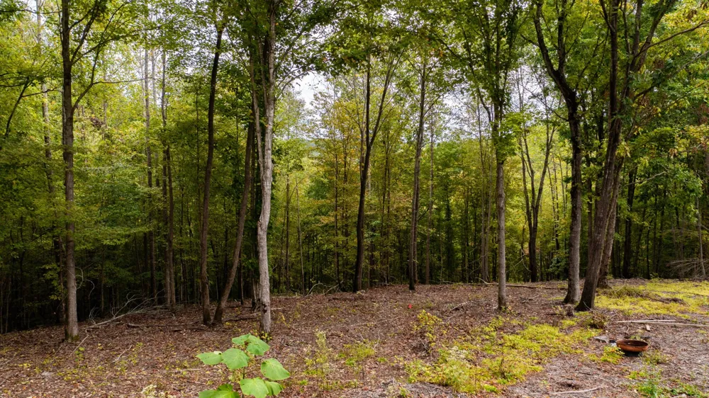 352 Briarwood Dr Linden, TN 37096
