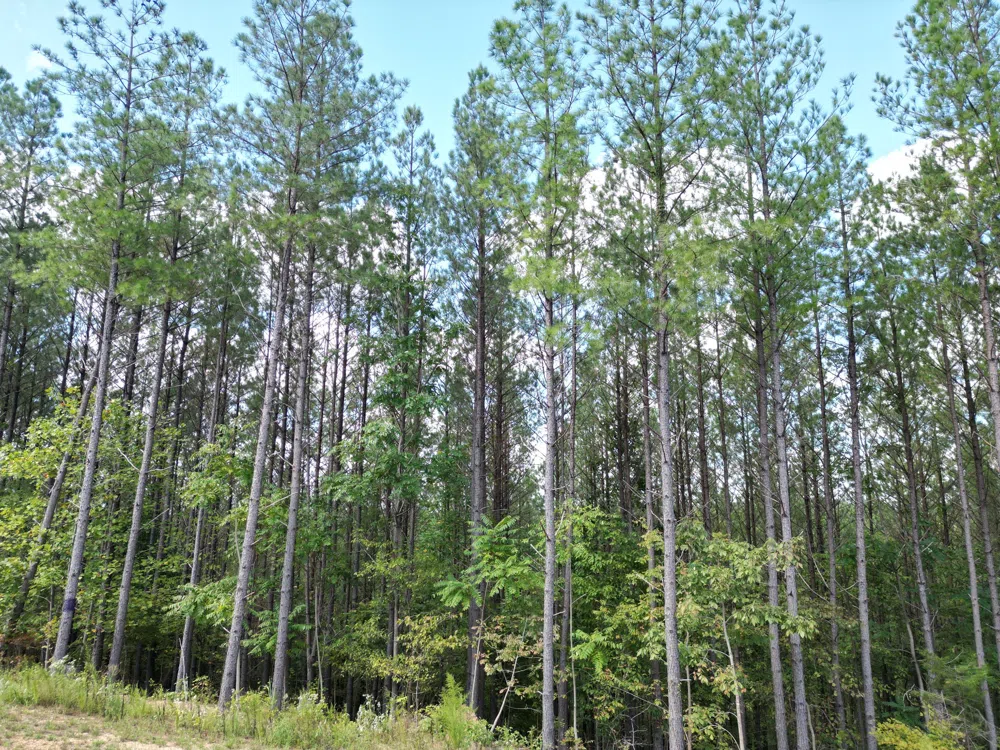 1406 Hillbrook Dr Linden, TN 37096