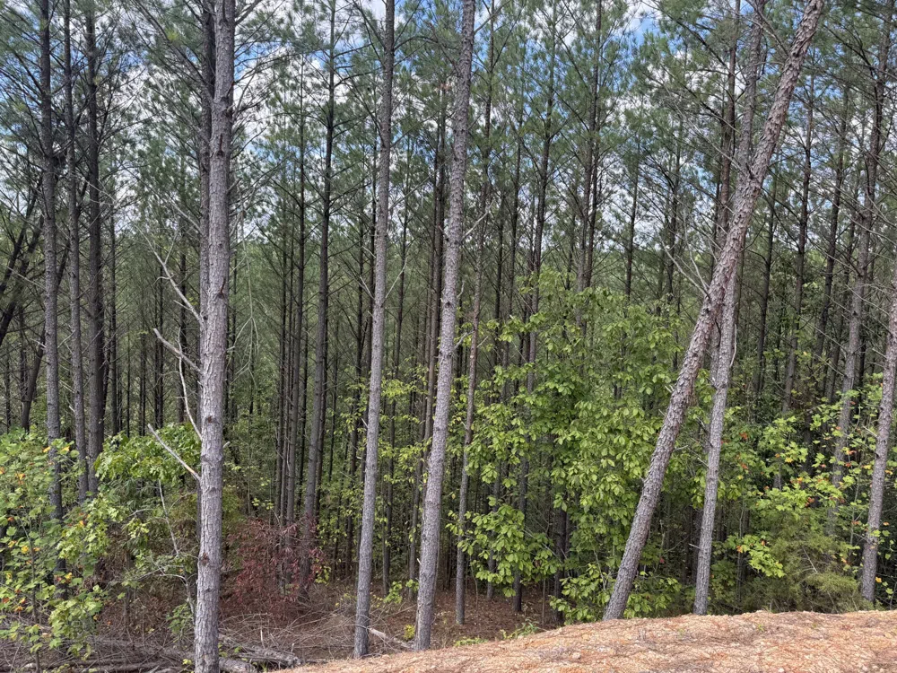 1406 Hillbrook Dr Linden, TN 37096