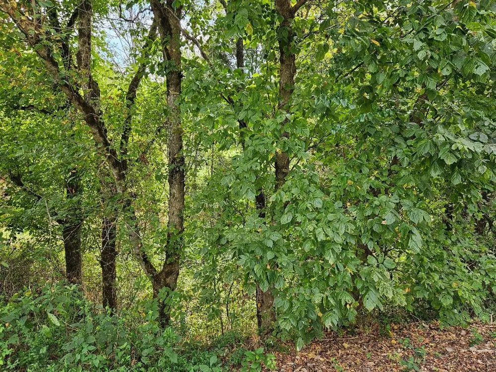 0 Highway 96 Buffalo Valley, TN 38548