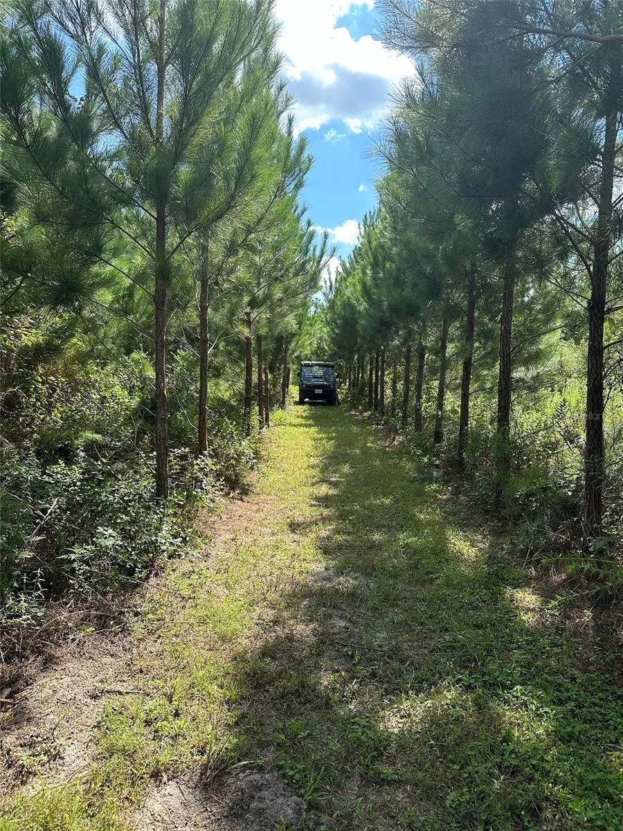 Parcel B NW 160TH AVENUE Morriston, FL 32668