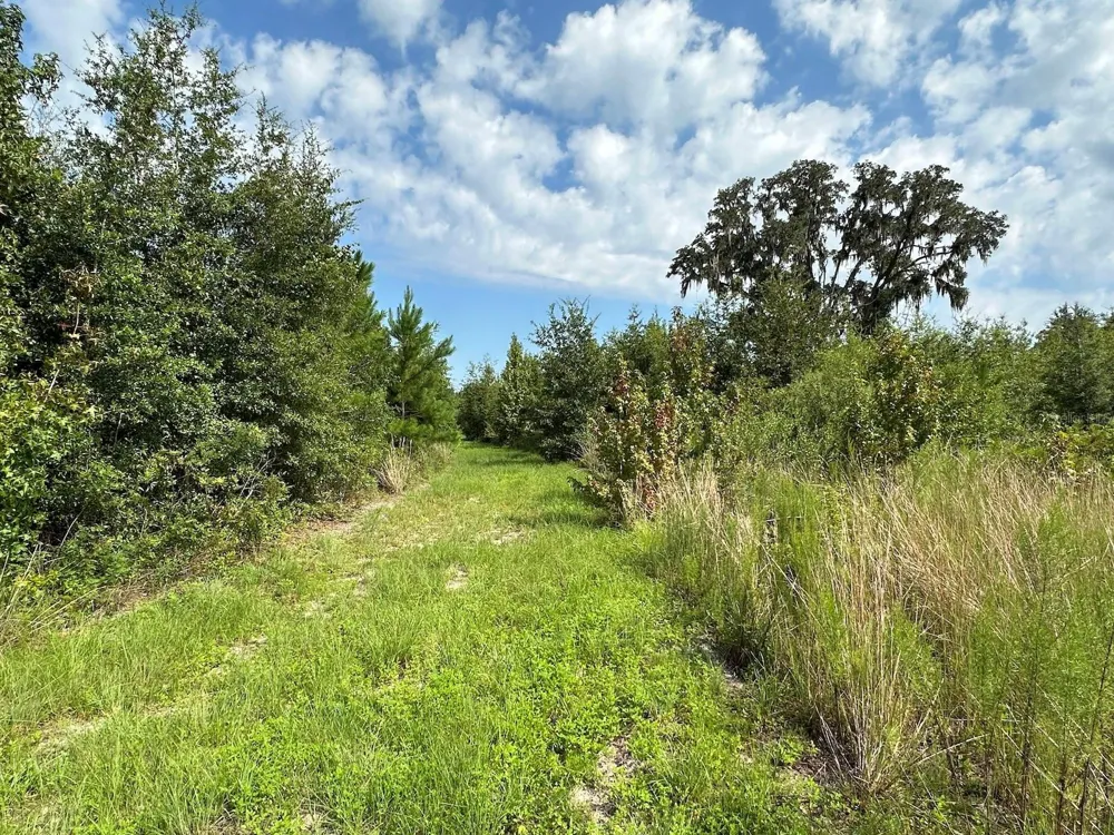 Parcel C NW 160TH AVENUE Morriston, FL 32668