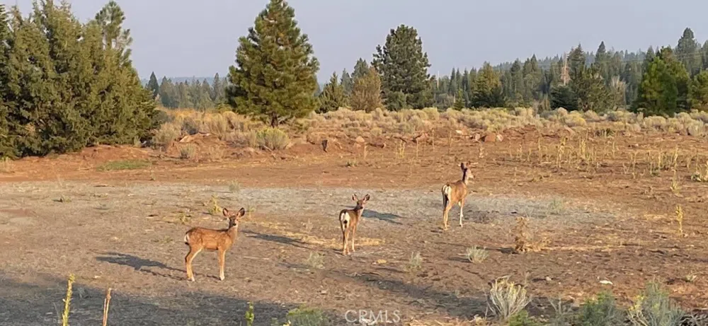 2526 Rainier Road Alturas, CA 96101