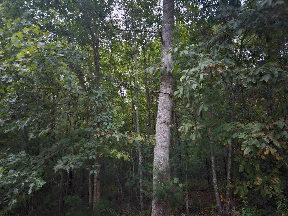 0 Sandy Road Wilder, TN 38589