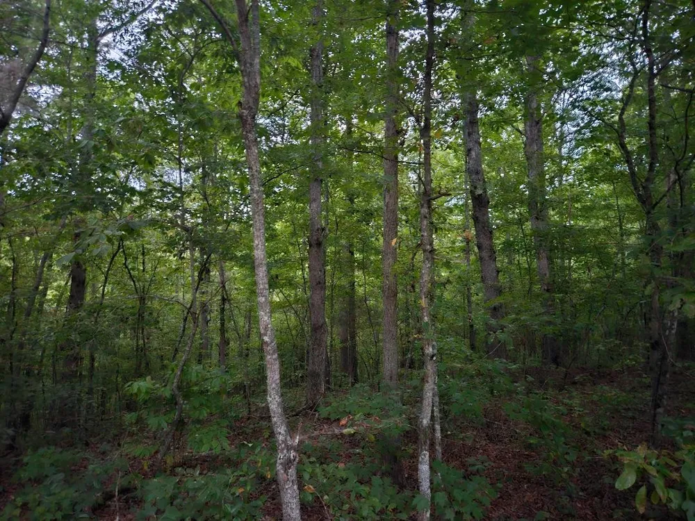 0 Sandy Road Wilder, TN 38589