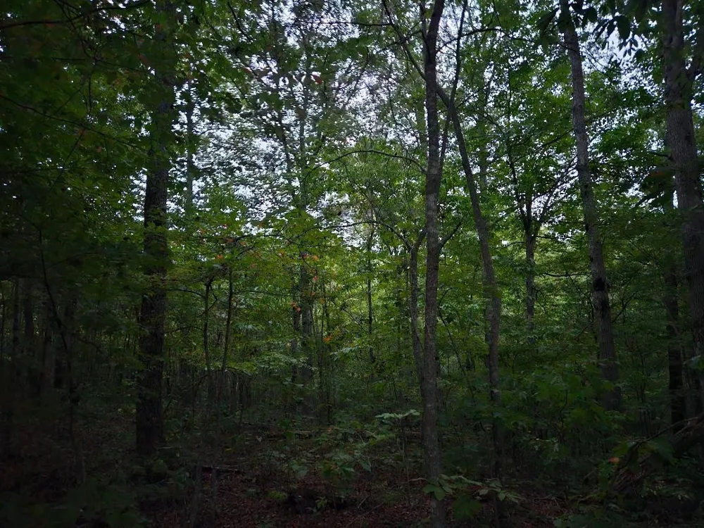 0 Sandy Road Wilder, TN 38589