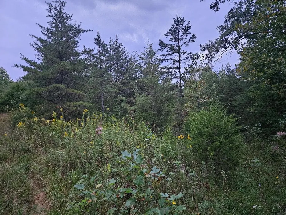 0 Sandy Road Wilder, TN 38589