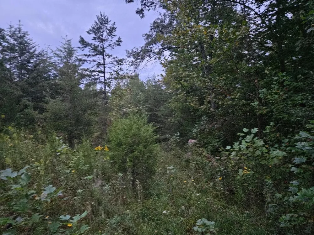 0 Sandy Road Wilder, TN 38589