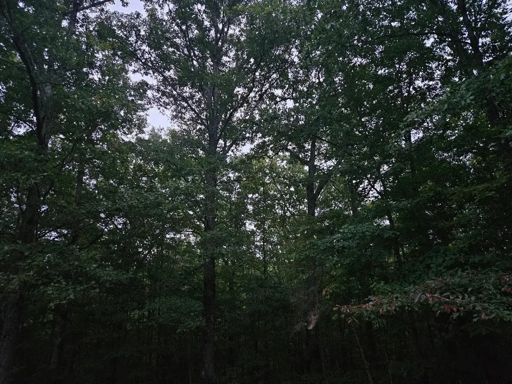 0 Sandy Road Wilder, TN 38589