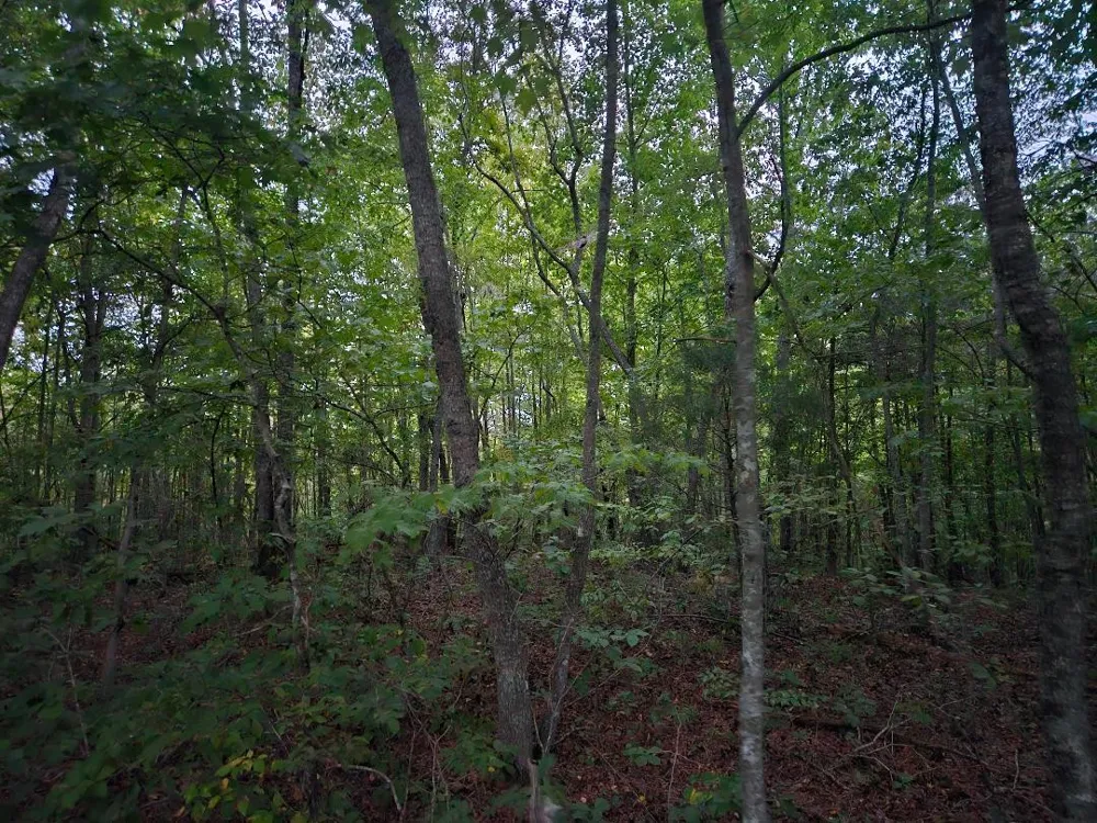 0 Sandy Road Wilder, TN 38589