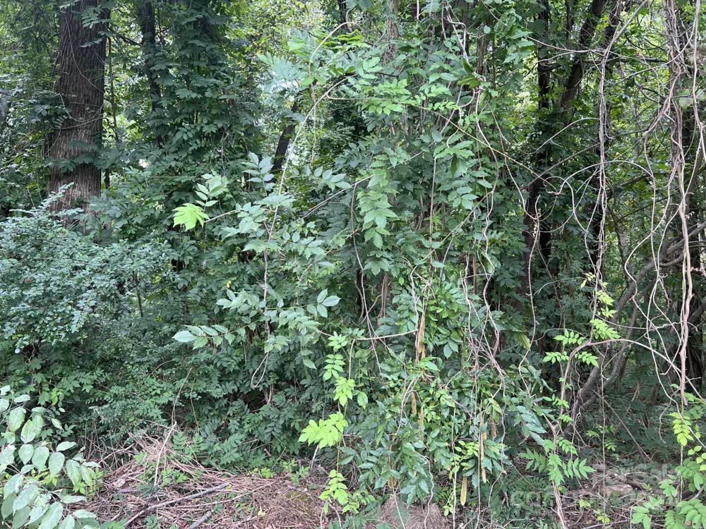 00 Maplewood Lane New London, NC 28127