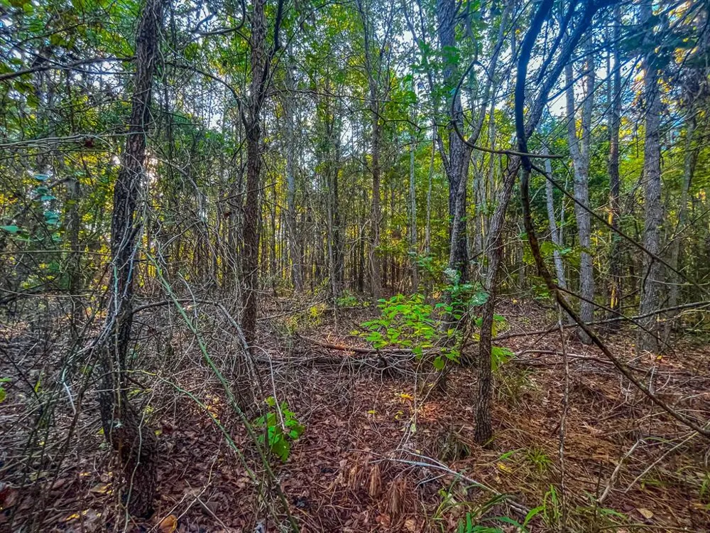 W US Highway 175 Jacksonville, TX 75766