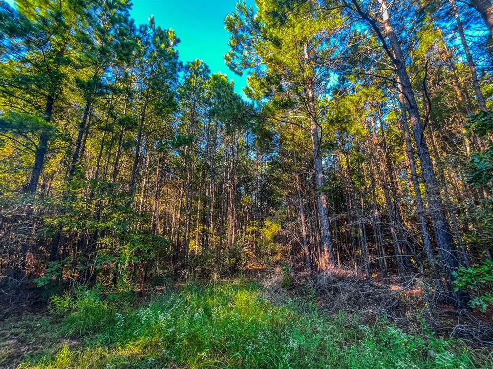 W US Highway 175 Jacksonville, TX 75766