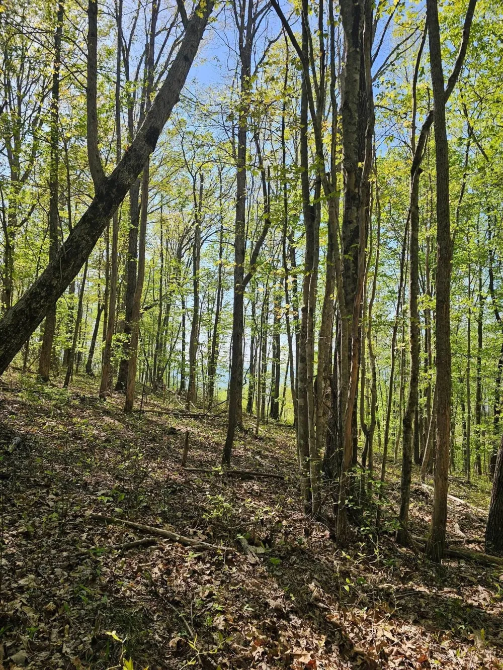 0 Waterwheel Way Jasper, TN 37347